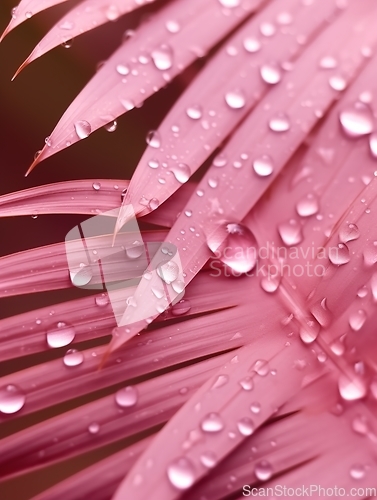 Image of Water droplets on a Pink Palm Leaves