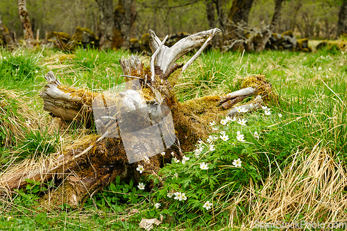 Image of old moss-grown tree root in the spring among whitewash