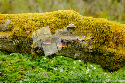 Image of old mossy tree trunk with mushrooms and whitewash