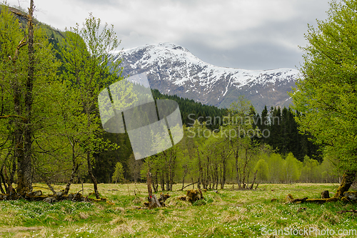 Image of snow-covered mountain peak above spring-green trees and whitewas