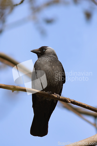 Image of Coloeus monedula on a branch