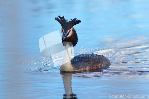 Image of great crested grebe on pond