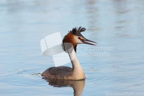 Image of Podiceps cristatus on water surface