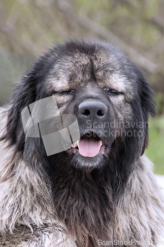 Image of portrait of a huge caucasian dog