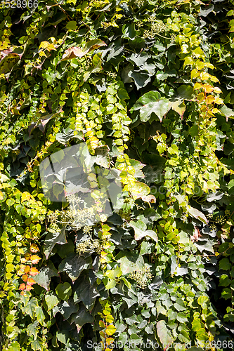 Image of ivy background texture