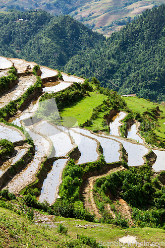 Image of Rice field terraces. Near Sapa, Vietnam