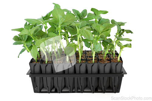 Image of Broad Bean Plants in Root Trainer