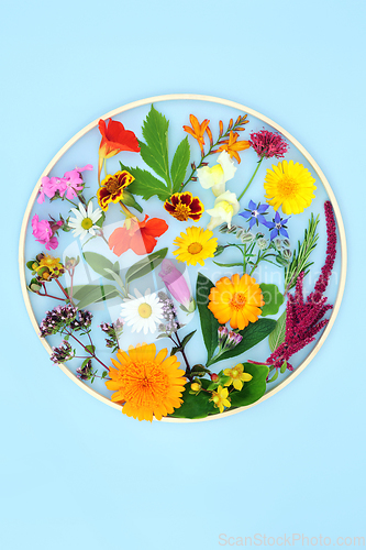 Image of Flowers Wildflowers and Herbs for Natural Herbal Plant Medicine