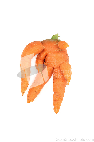 Image of Forked and Twisted Deformed Carrot Vegetable