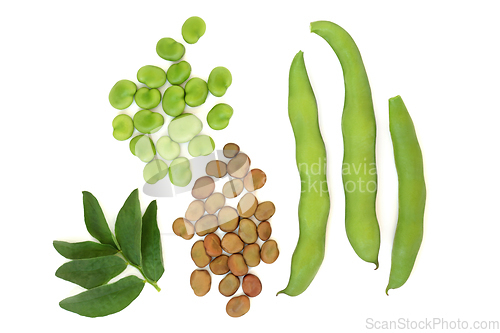 Image of Broad Beans Fresh and Dried Legumes 