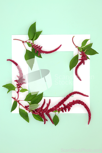 Image of Amaranth Plants and Flowers Background Frame