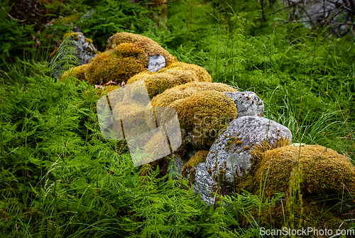 Image of old mossy stone fence between green ferns