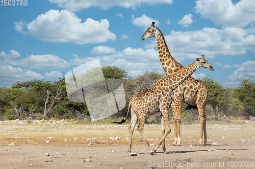 Image of South African giraffe, Africa Namibia safari wildlife