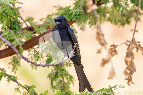 Image of bird Fork-tailed Drongo Africa Namibia safari wildlife
