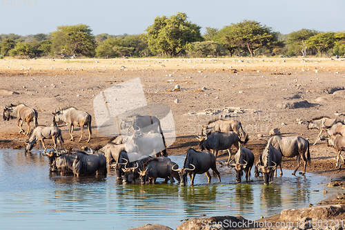 Image of big herd of wild Blue Wildebeest Gnu, Namibia Africa