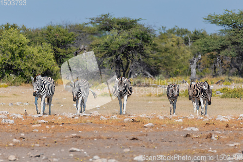 Image of Zebra in bush, Namibia Africa wildlife