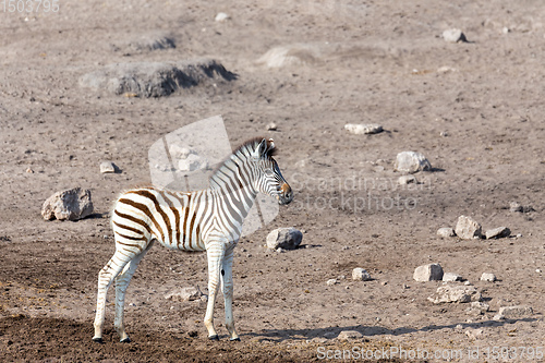 Image of foal of zebra in Etosha Namibia, Africa