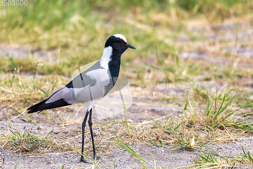 Image of Blacksmith lapwing bird, Etosha Namibia Africa