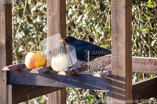 Image of Common blackbird in bird feeder