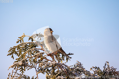 Image of beautiful small bird house sparrow in winter