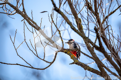 Image of Downy woodpecker perched on a tree, wildlife, Europe