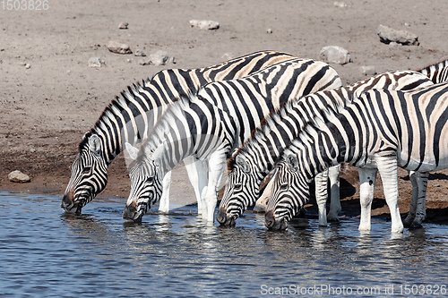 Image of drinking herd of zebra in Etosha Namibia Africa