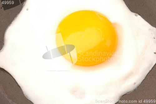 Image of egg 521