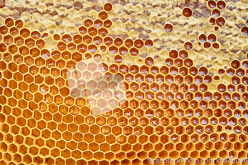 Image of honeycomb with honey