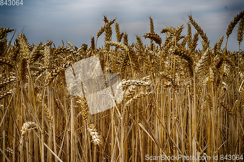 Image of golden corn field