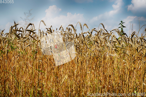 Image of golden corn field