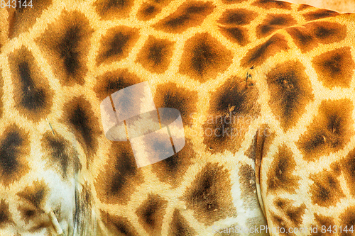 Image of giraffe skin background