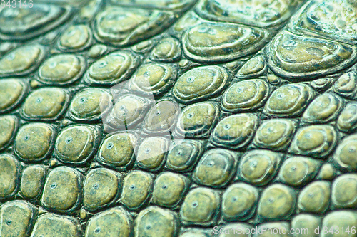 Image of crocodile skin texture