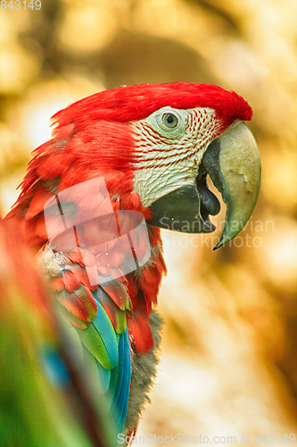 Image of red parrot head