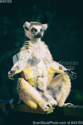 Image of lemur monkey is resting