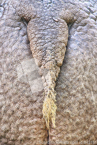 Image of hippo ass texture