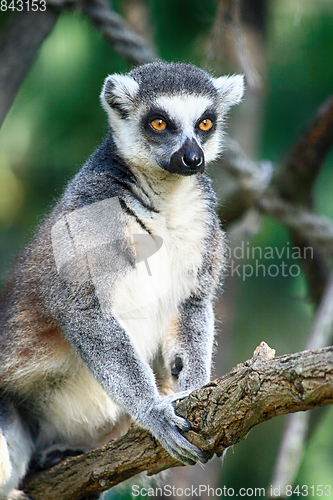 Image of lemur monkey is resting