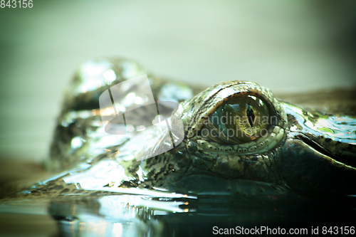 Image of crocodile head in water