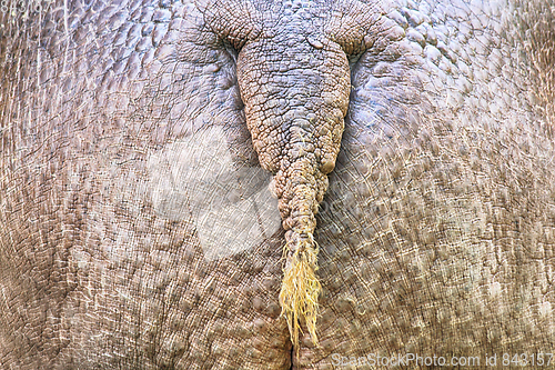 Image of hippo ass texture