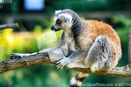 Image of lemur monkey is resting