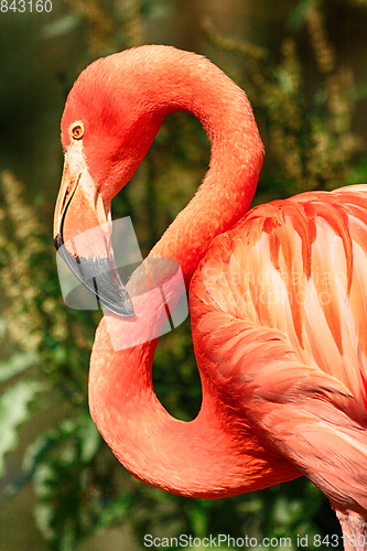 Image of red flamingo detail