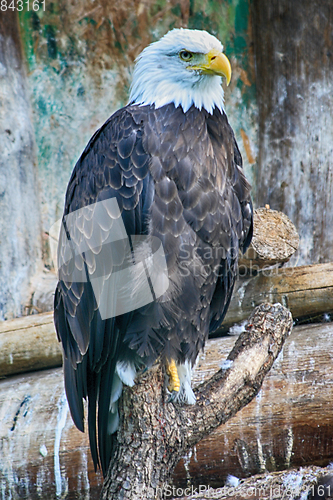 Image of eagle on the tree