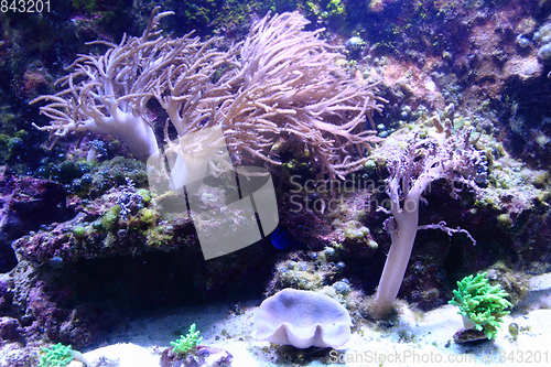 Image of sea aquarium background