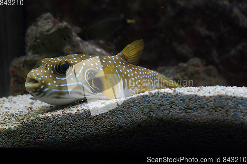 Image of exotic sea fish 