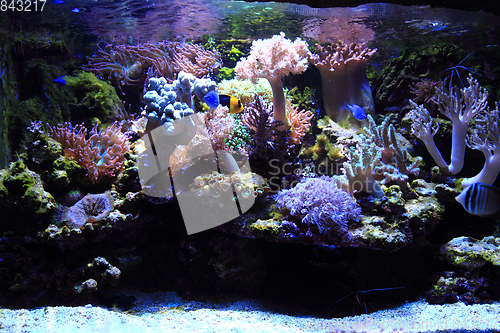 Image of sea aquarium background