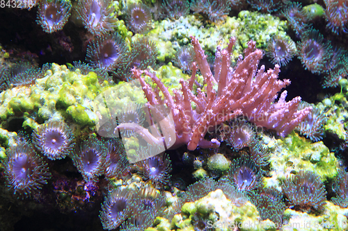 Image of sea aquarium background