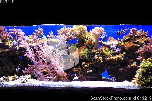 Image of sea aquarium background