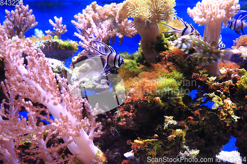 Image of sea aquarium background