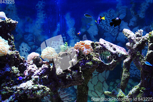 Image of sea aquarium background