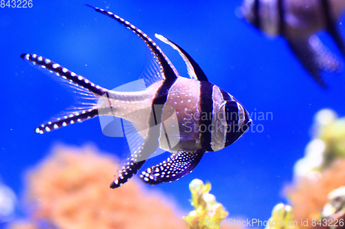 Image of exotic sea fish 