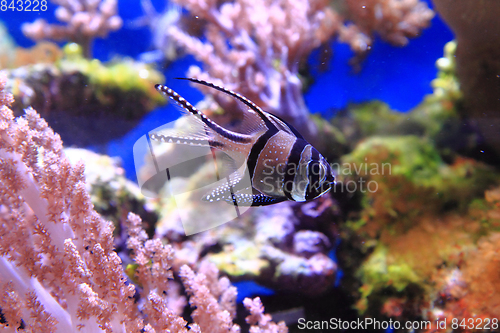 Image of exotic sea fish 